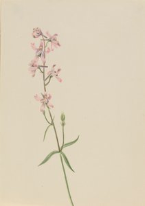 Estudo sem título... Flower Study, ca. 1900-1930. de Mary Vaux Walcott
