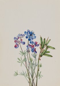 Sem título - Estudo de flores, ca. 1900-1930. de Mary Vaux Walcott