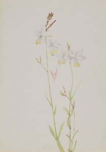 Untitled--Flower Study, n.d. de Mary Vaux Walcott