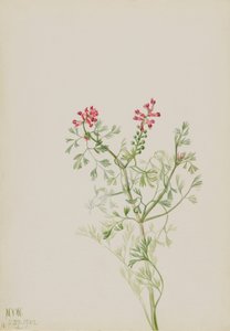 Sem título - Estudo de plantas de Mary Vaux Walcott