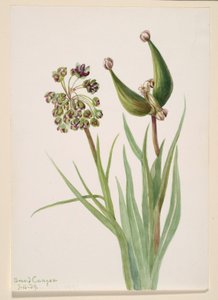 Sem título - Estudo de plantas de Mary Vaux Walcott