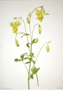 Sem título - Estudo de plantas de Mary Vaux Walcott