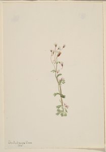 Sem título - Estudo de plantas de Mary Vaux Walcott
