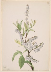 Sem título - Estudo de plantas de Mary Vaux Walcott