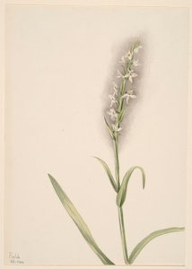Sem título - Estudo de plantas de Mary Vaux Walcott
