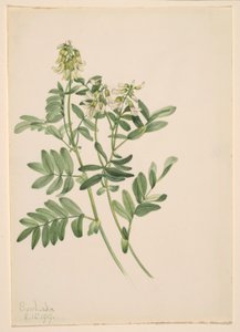 Sem título - Estudo de plantas de Mary Vaux Walcott