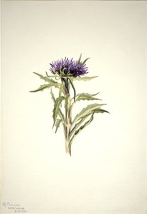 Sem título... Estudo das Plantas, 1904. de Mary Vaux Walcott