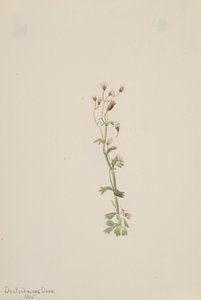 Sem título - Estudo de plantas, 1905. de Mary Vaux Walcott