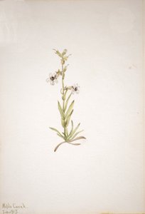 Sem título... Plant Study, 1917. de Mary Vaux Walcott
