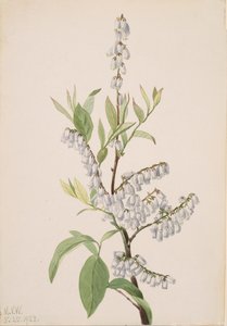 Sem título... Plant Study, 1923. de Mary Vaux Walcott
