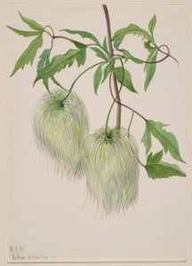 Sem título... Plant Study, 1939. de Mary Vaux Walcott