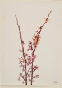 Sem título... Plant Study, 1939. de Mary Vaux Walcott