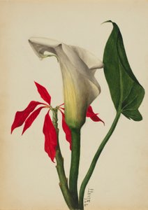 Sem título (Calla Lily) de Mary Vaux Walcott