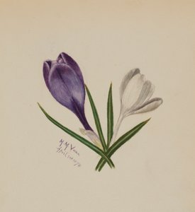Sem título (Crocus) de Mary Vaux Walcott