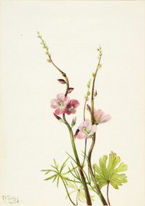 Sem título (Estudo de uma flor) de Mary Vaux Walcott