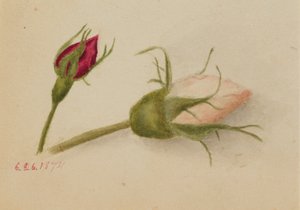 Sem título (botões de rosa) de Mary Vaux Walcott