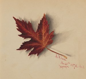 Sem título Folha de Outono, 1872. de Mary Vaux Walcott