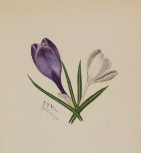 Sem título Crocus, 1874. de Mary Vaux Walcott
