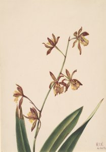 Estudo de flores sem título, 1924. de Mary Vaux Walcott