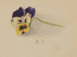 Sem título Pansy, 1872. de Mary Vaux Walcott