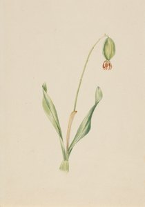Untitled Plant Study, ca. início da década de 1930. de Mary Vaux Walcott