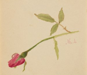 Rosa sem título, 1872. de Mary Vaux Walcott