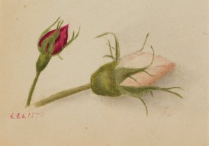 Sem título Rosebuds, 1874. de Mary Vaux Walcott