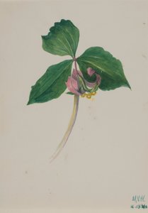 Sem título, ca. 1920. de Mary Vaux Walcott