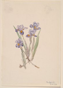 Íris Vernal (Iris verna) de Mary Vaux Walcott