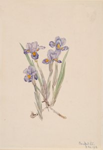 Vernal Iris Iris verna, 1918. de Mary Vaux Walcott