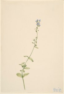 Verónica serpyllifolia de Mary Vaux Walcott