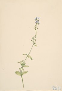 Veronica serpyllifolia, 1911. de Mary Vaux Walcott