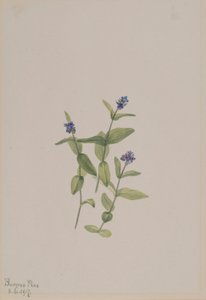 Verónica wormskjoldii de Mary Vaux Walcott
