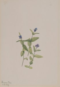 Veronica wormskjoldii, 1917. de Mary Vaux Walcott