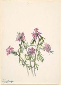Verbasco (Verbena wrightii) de Mary Vaux Walcott
