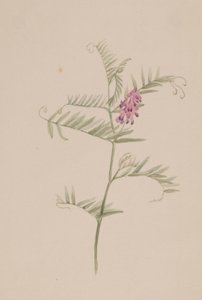 Vicia americana de Mary Vaux Walcott