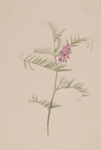 ervilhaca americana, ca. 1917-1918. de Mary Vaux Walcott