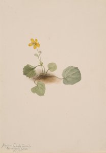 Viola orbiculata, 1911. de Mary Vaux Walcott