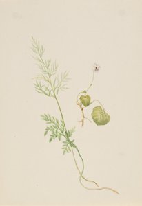 Viola palustris, ca. 1917-1918. de Mary Vaux Walcott