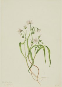 Virginia Springbeauty Claytonia virginica, 1919. de Mary Vaux Walcott