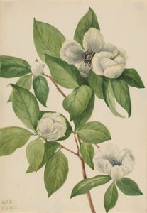 Stewartia da Virgínia (Stewartia malachodendron) de Mary Vaux Walcott