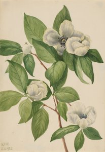 Virginia Stewartia Stewartia malachodendron, 1925. de Mary Vaux Walcott