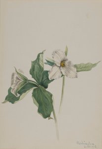 Trillium grandiflorum (Trillium grandiflorum) de Mary Vaux Walcott
