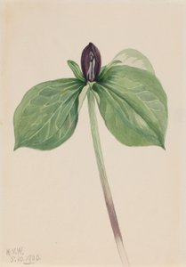 Trillium sessile (Trillium sessile) de Mary Vaux Walcott