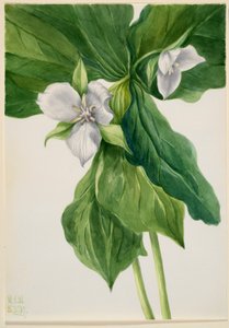 Pisco-de-peito-ruivo (símile do Trillium) de Mary Vaux Walcott
