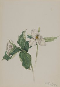 Wake-Robin Trillium grandiflorum, 1918. de Mary Vaux Walcott
