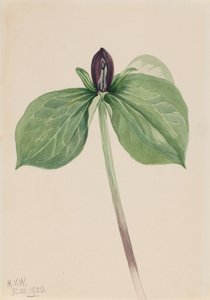 Wake-Robin Trillium sessile, 1920. de Mary Vaux Walcott