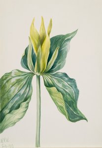 Wake-Robin Trillium Underwoodii, 1937. de Mary Vaux Walcott