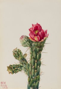 Cholla de pau a pique (Opuntia imbricata) de Mary Vaux Walcott