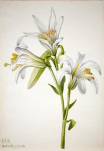 Lírio de Washington (Lilium washingtonianum) de Mary Vaux Walcott